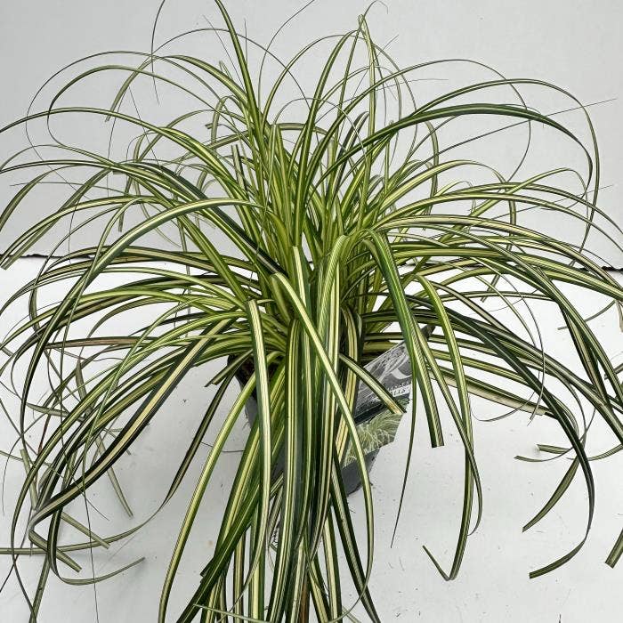 Carex 'Moon Falls'
