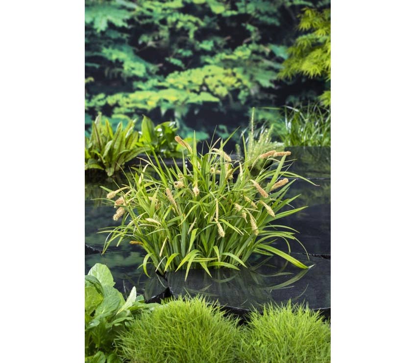 Carex pendula Green Solutions