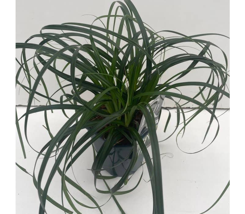 Carex 'Ribbon Falls'