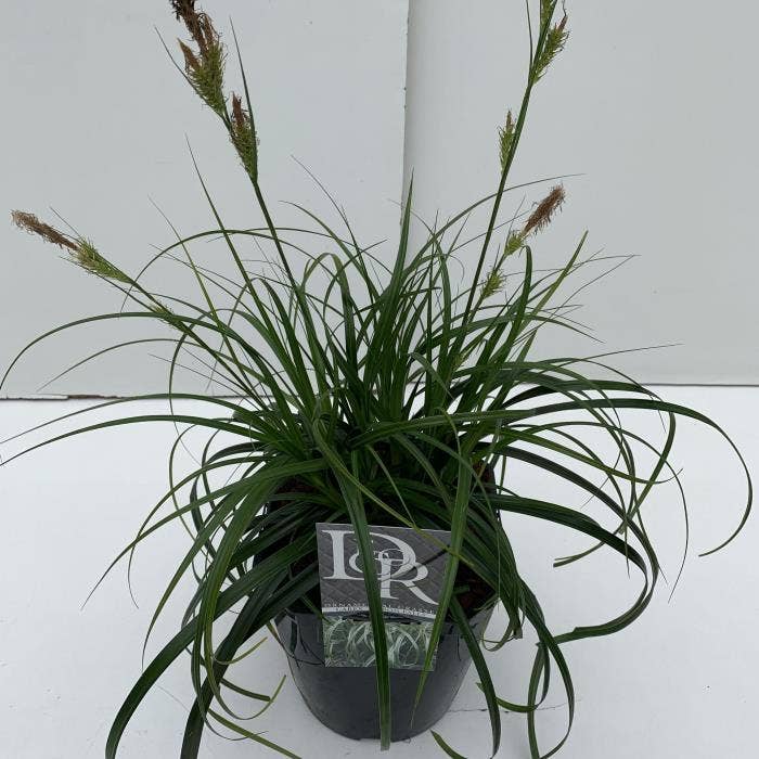 Carex 'Ribbon Falls'
