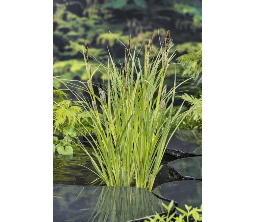 Carex riparia Green Solutions