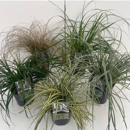 Carex Green Solutions