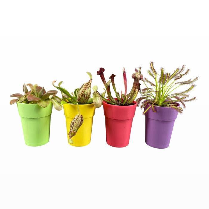 Carnivorous plants in color