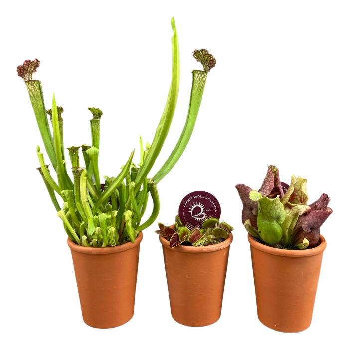 Carnivorous plants in terracotta