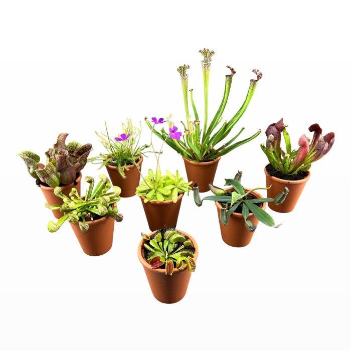 Carnivorous plants in terracotta