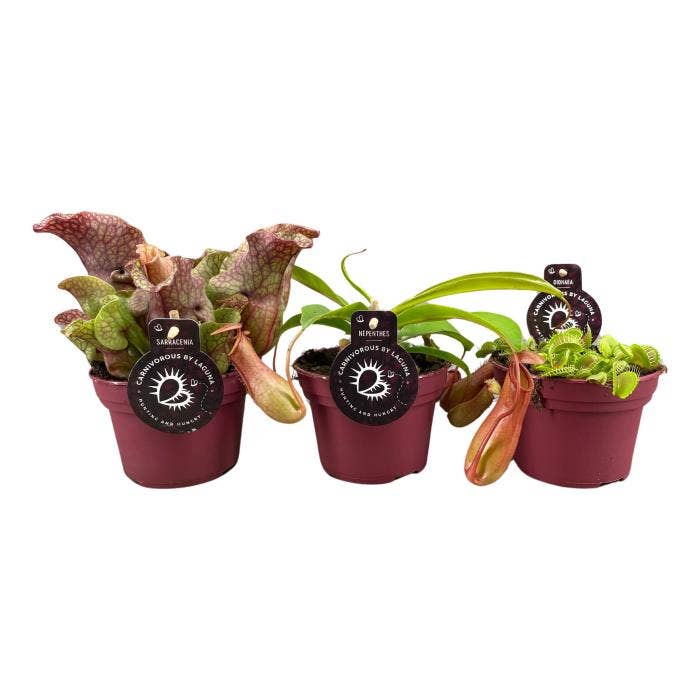 Carnivorous plants (premium)