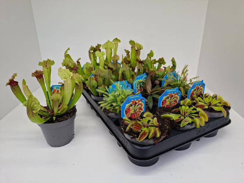 Carnivorous plants