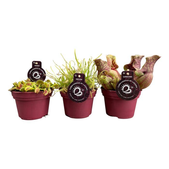 Carnivorous plants