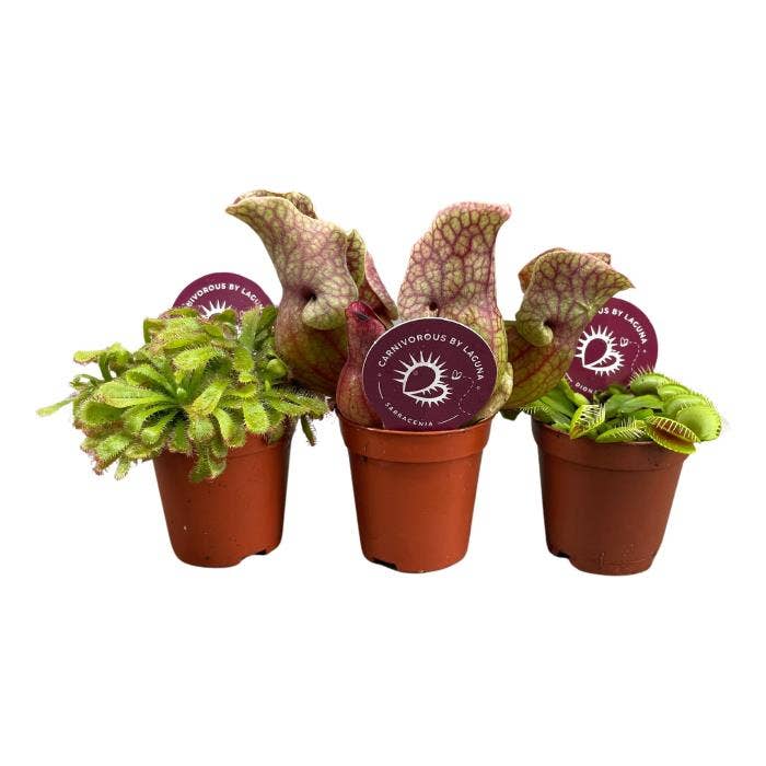 Carnivorous plants