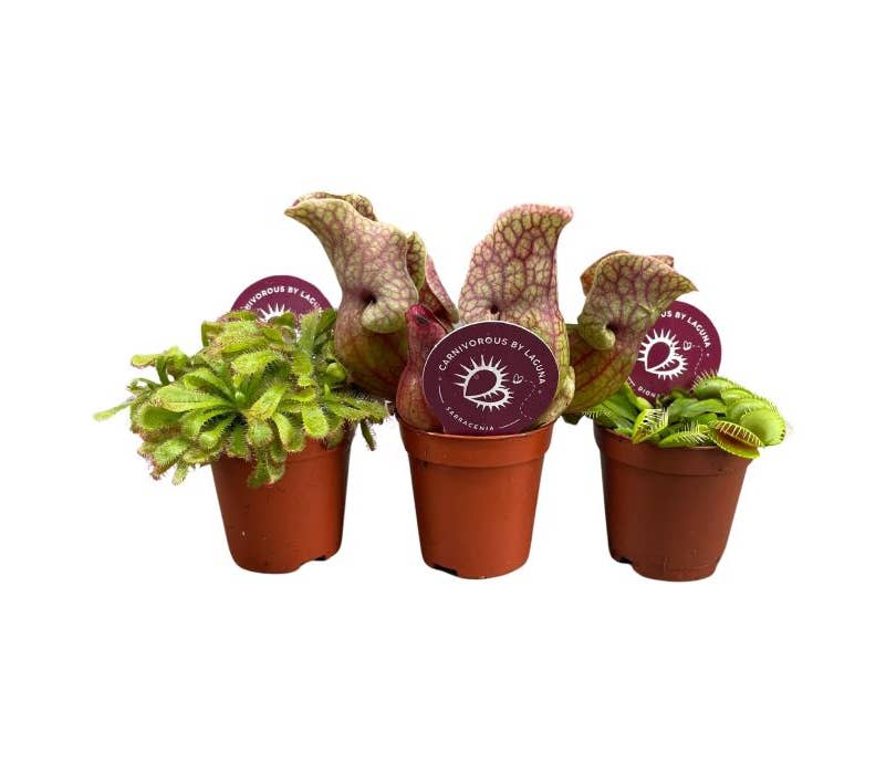 Carnivorous plants