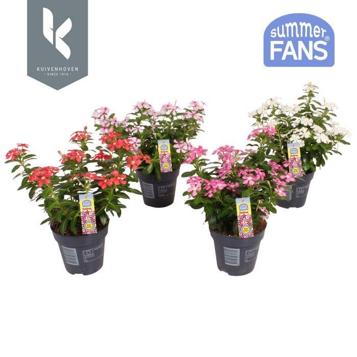 Catharanthus Soirée