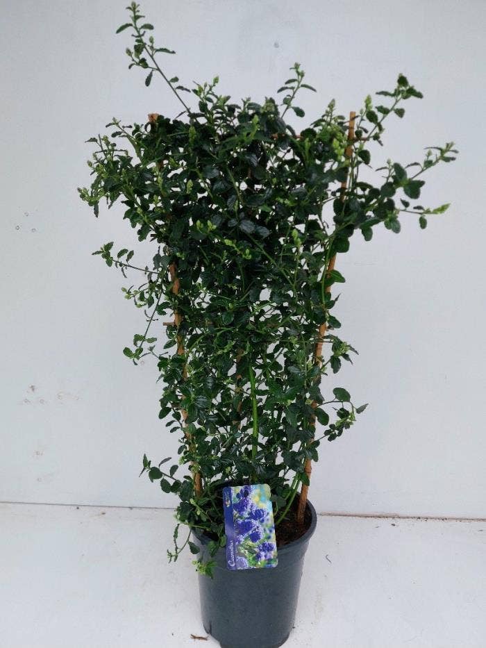 Ceanothus repens on rack