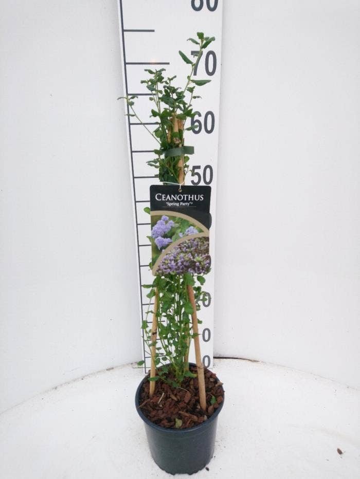 Ceanothus 'Spring Party'