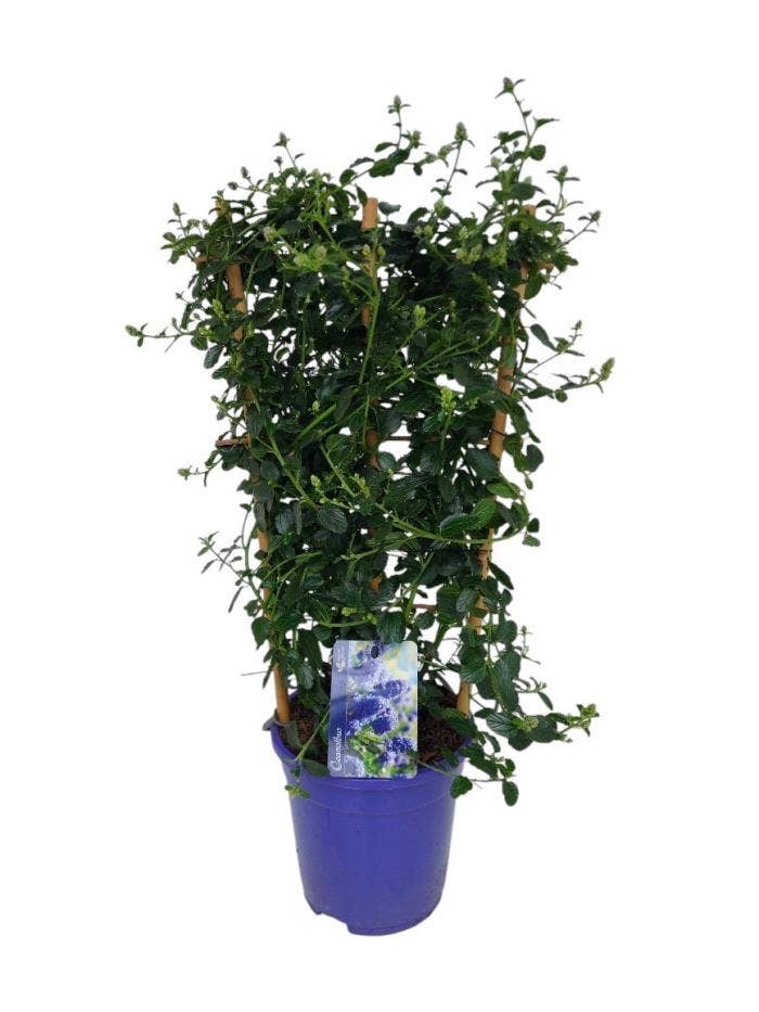 Ceanothus thyrsiflorus repens