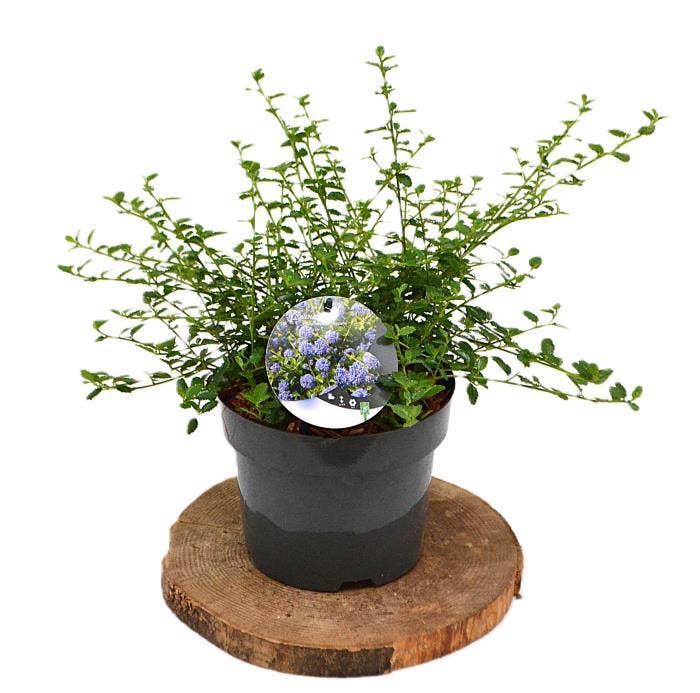 Ceanothus thyrsiflorus repens