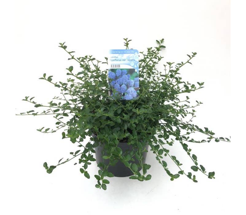 Ceanothus thyrsiflorus repens