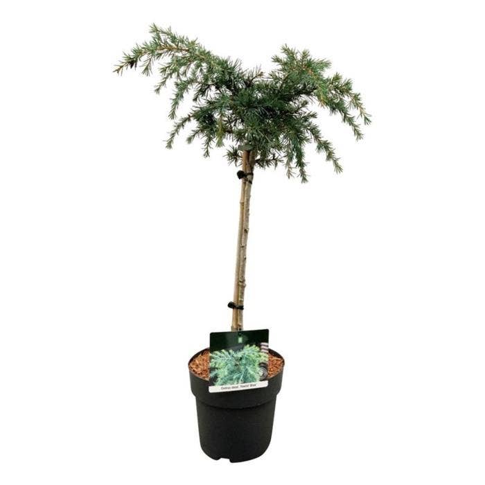 Cedrus deod. 'Feelin' Blue'