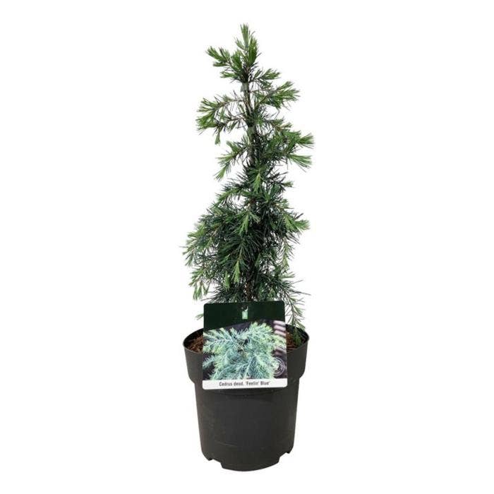 Cedrus deod. 'Feelin' Blue'
