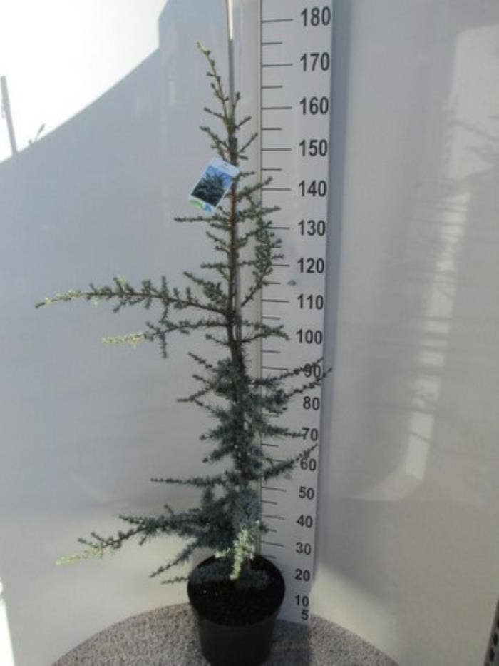 Cedrus lib. 'Glauca'