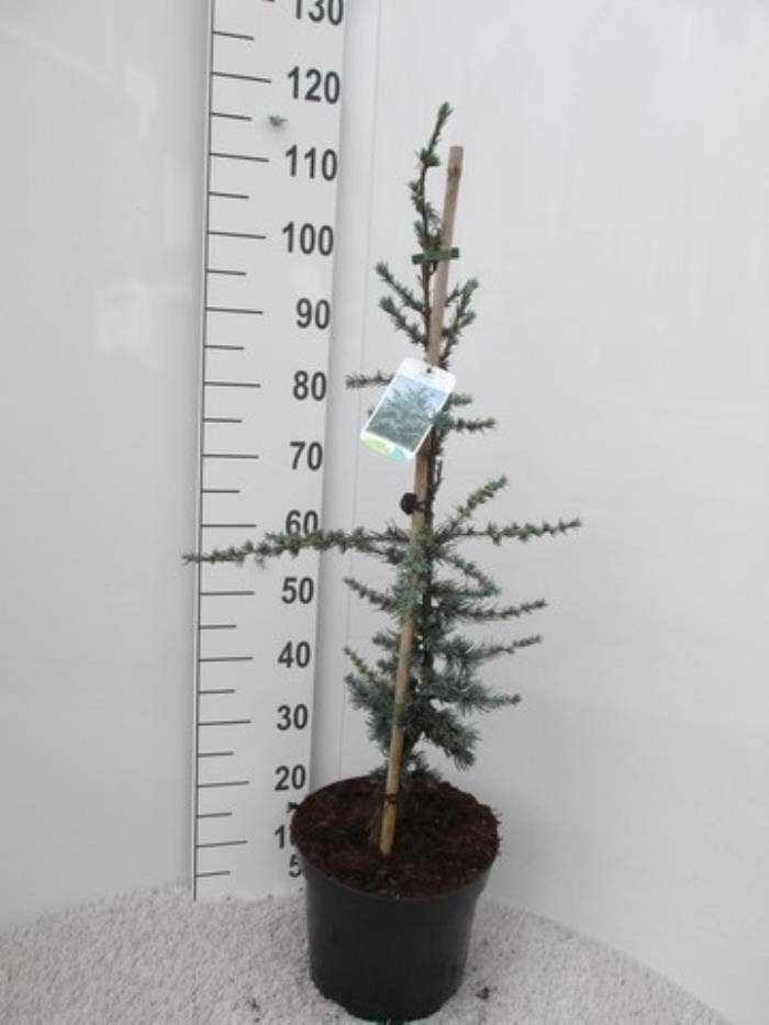 Cedrus lib. 'Glauca'