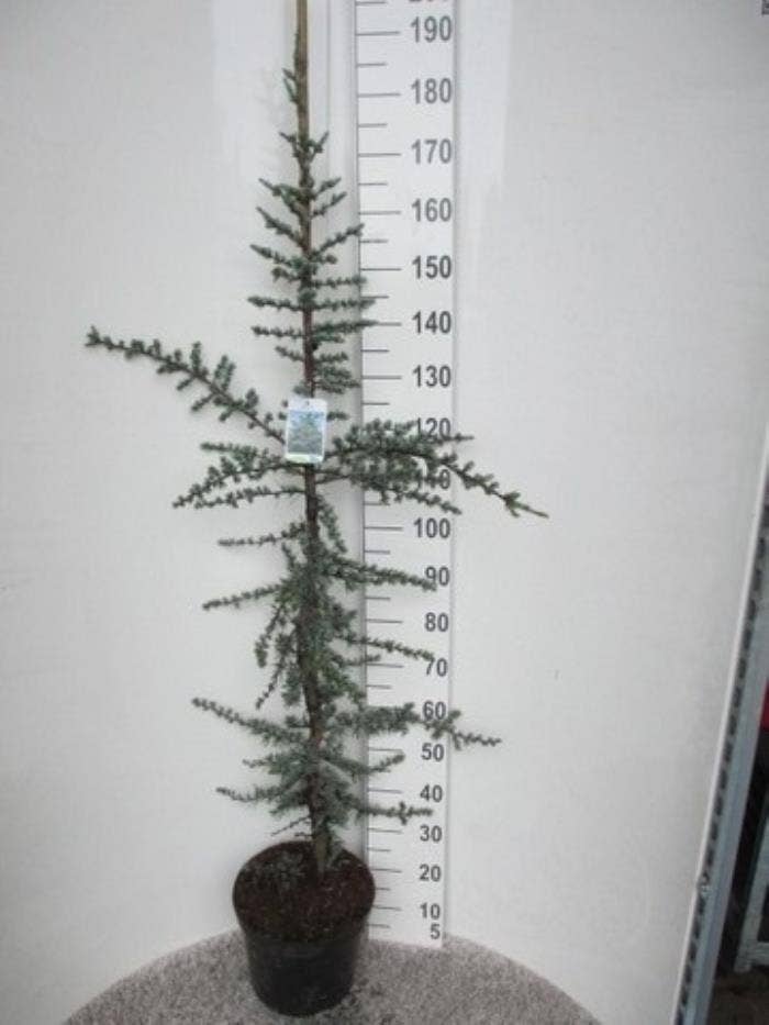 Cedrus lib. 'Glauca'