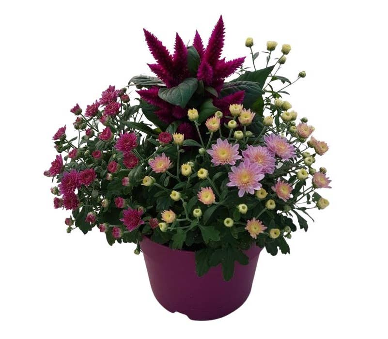Celosia Abbracci 'Nova'