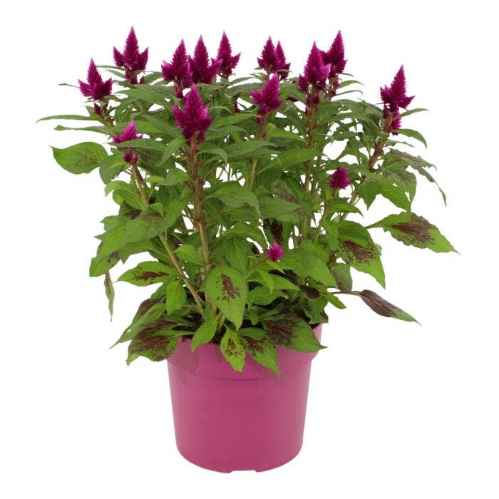 Celosia Deep Purple | Green Solutions