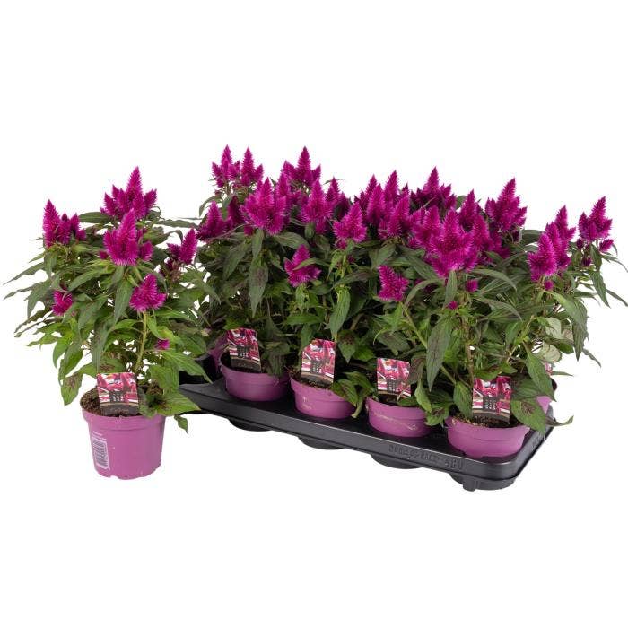 Celosia 'Deep Purple' 