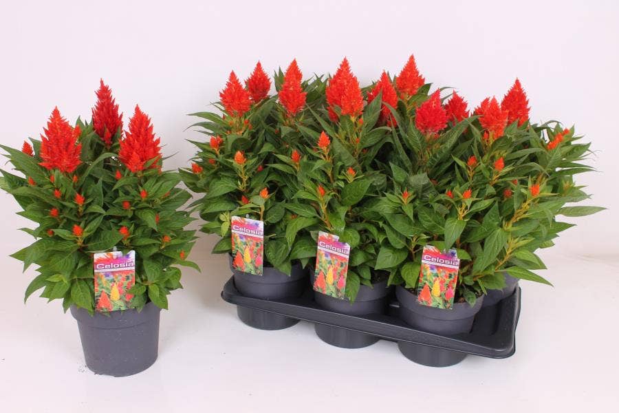 Celosia 'Kelos Fire Orange'