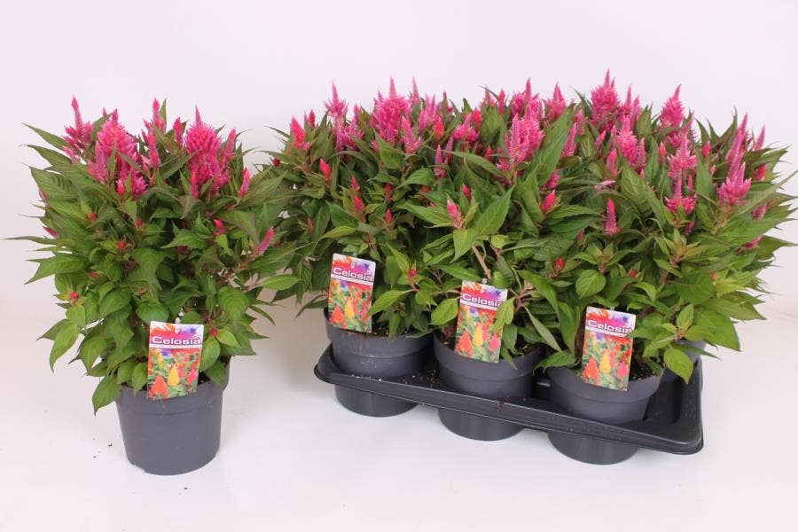 Celosia 'Kelos Fire Pink'