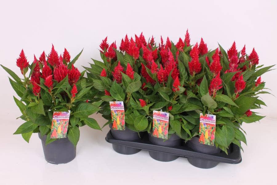 Celosia 'Kelos Fire Red'
