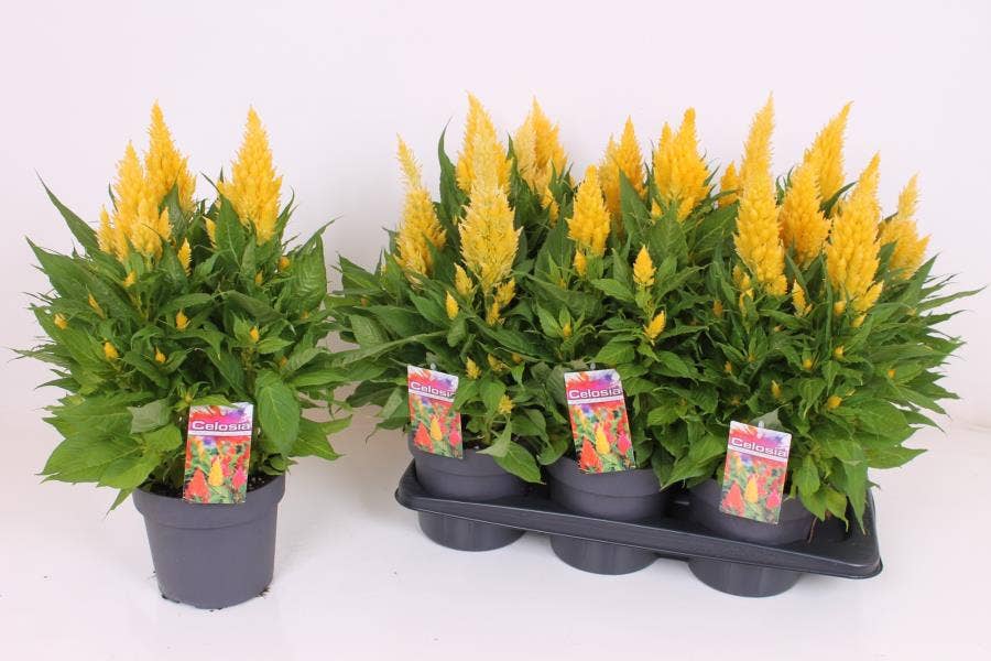 Celosia 'Kelos Fire Yellow'