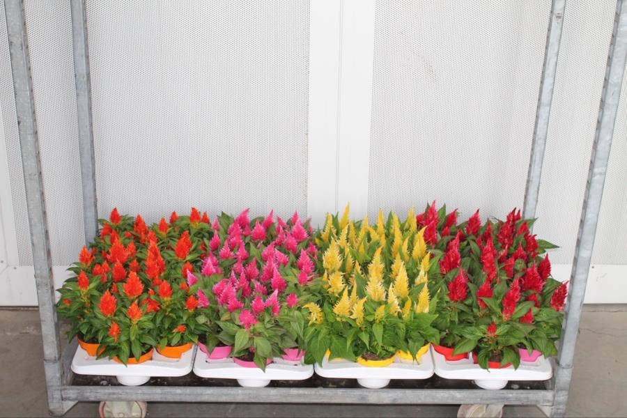 Celosia Kelos Fire