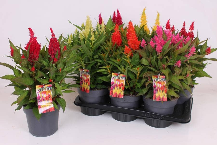 Celosia 'Kelos Fire'