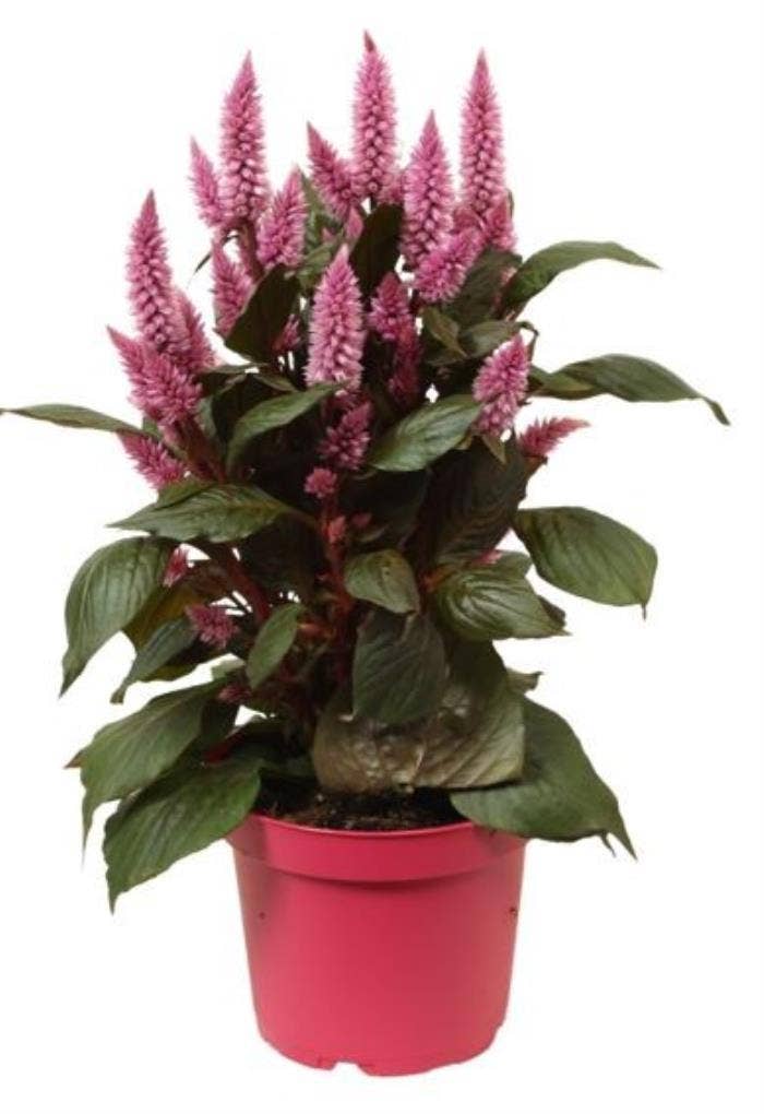 Celosia 'Merida Pink'
