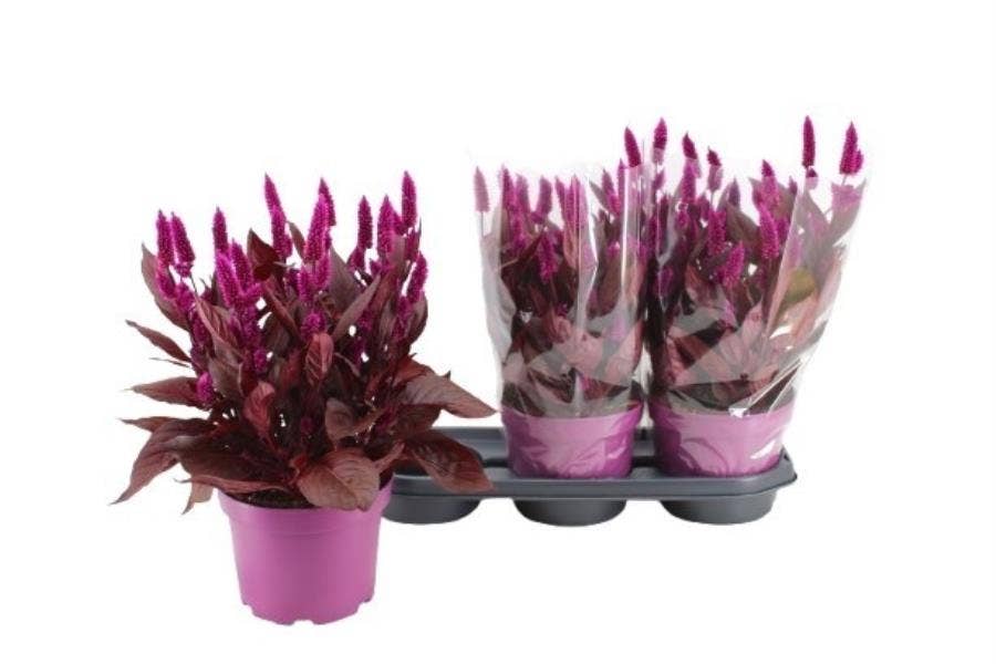 Celosia Mystic Shades