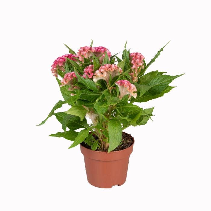 Celosia Tiwsted Pink