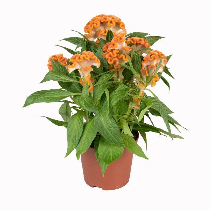 Celosia Twisted Light Orange