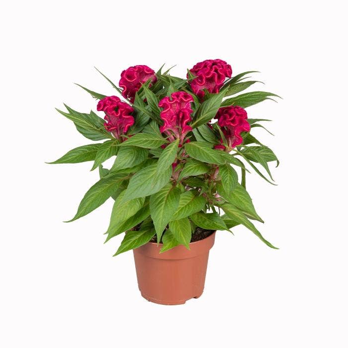 Celosia Twisted Magenta