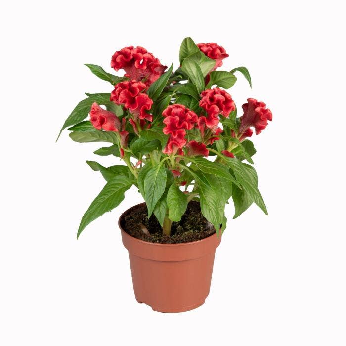 Celosia Twisted Papaya