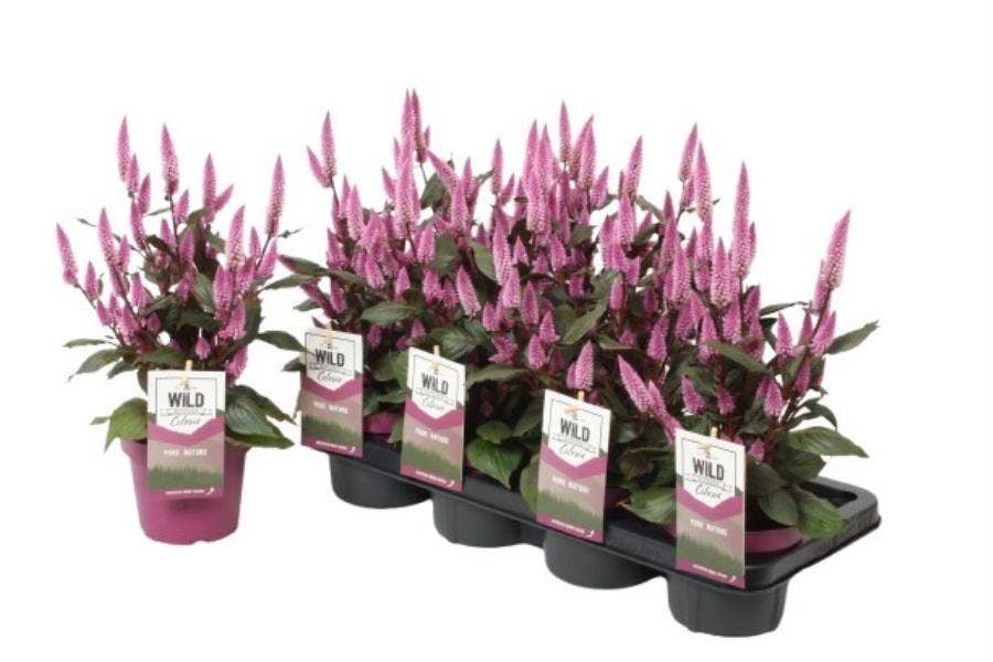 Celosia 'Wild Pink Zancewil'