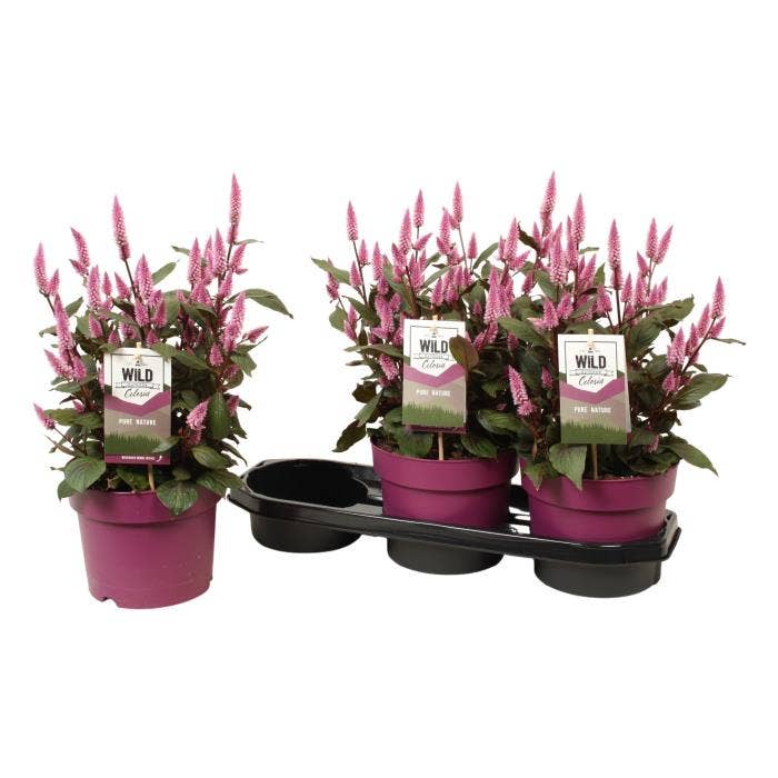Celosia Wild Pink