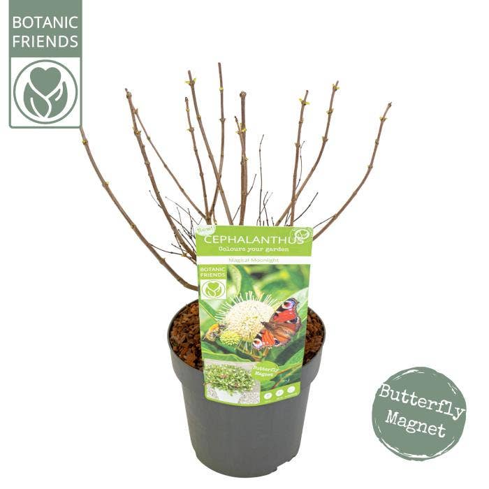 Cephalanthus occ. 'Magical Moonlight'
