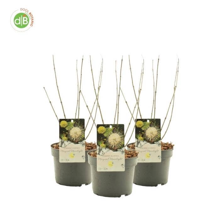 Cephalanthus occ. 'Magical Moonlight'