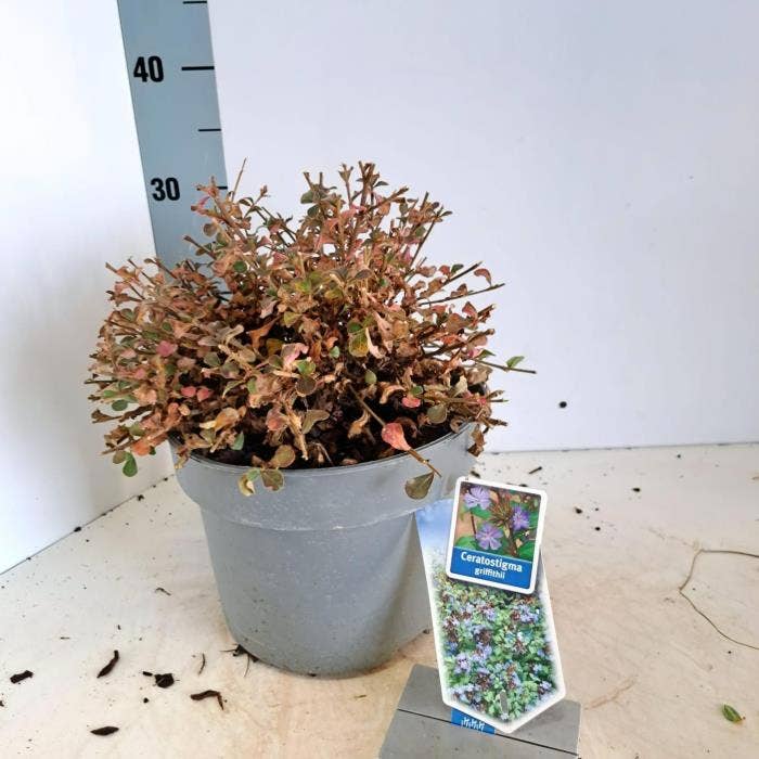 Ceratostigma griffithii