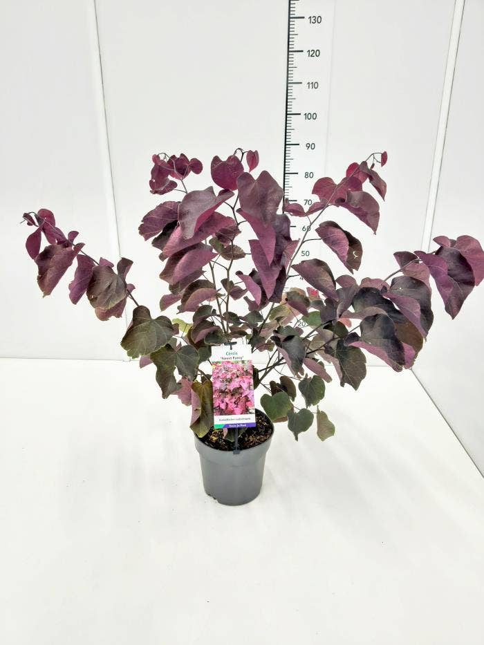 Cercis can. 'Forest Pansy' 