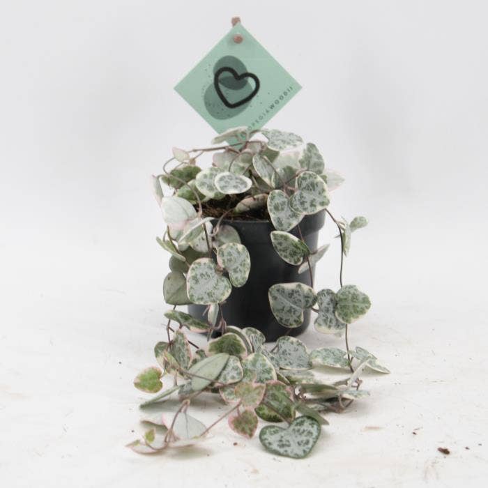 Ceropegia Woodii Variegata