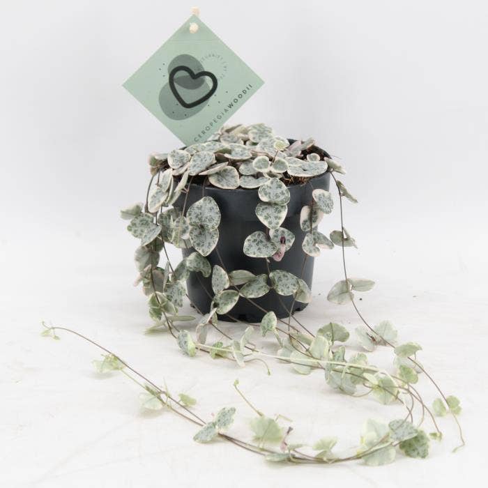 Ceropegia Woodii Variegata