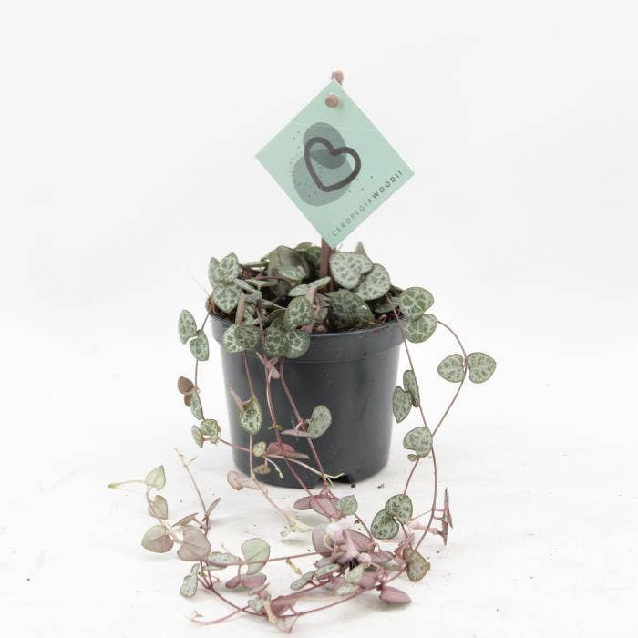 Ceropegia Woodii