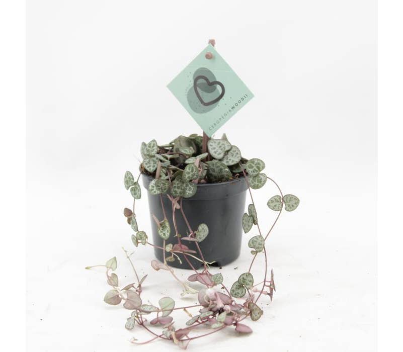 Ceropegia Woodii